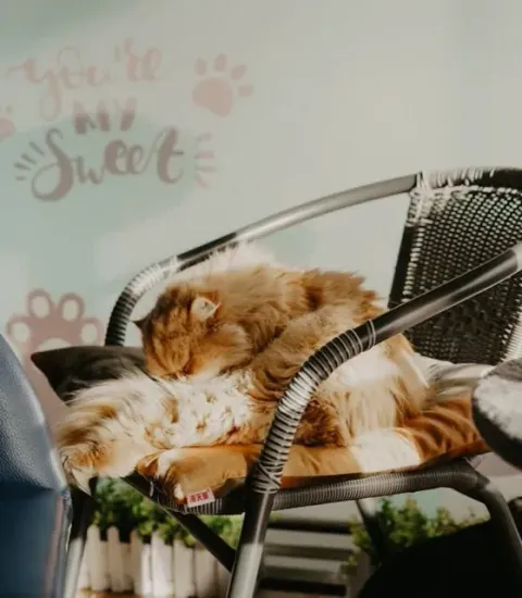 Gato tranquilo sobre uma poltrona estofada limpa e sem odor